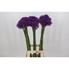 Allium Purple Sensation