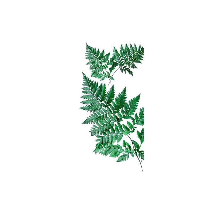 <h4>Leather Fern Bunch Gre02</h4>