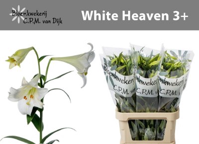 <h4>Lilium lo white heaven</h4>