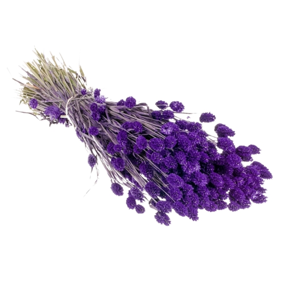 <h4>Droogbloemen-Phalaris Purple</h4>
