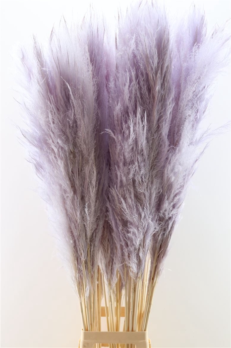 <h4>Dried Cortaderia Pastel Lavendel 120cm P Stem</h4>