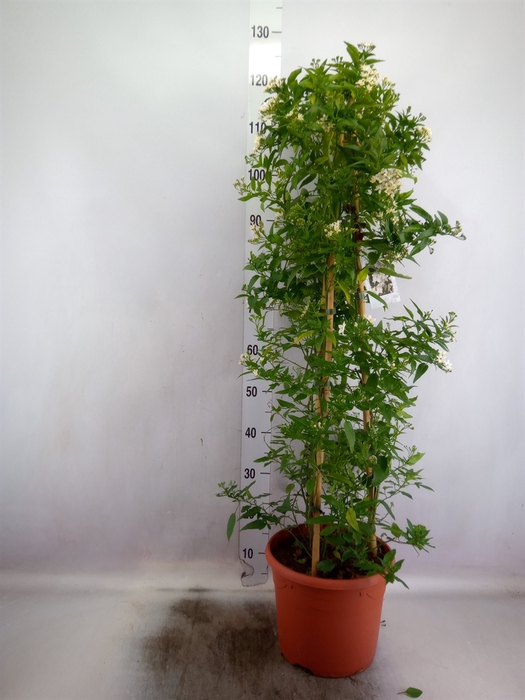 <h4>Solanum jasminoides</h4>