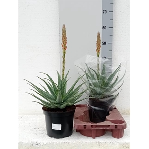Aloe Arborescens (Cites) 19Ø 60cm