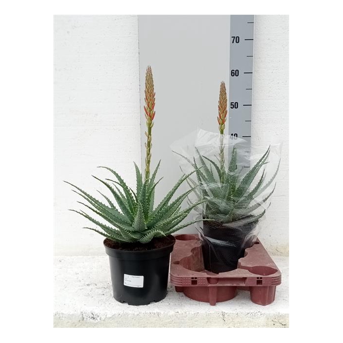 <h4>Aloe Arborescens (Cites) 19Ø 60cm</h4>