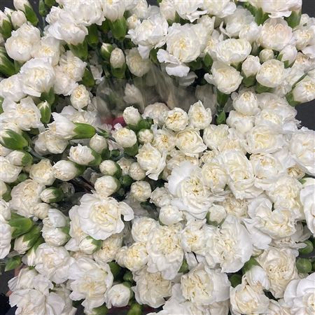 <h4>Dianthus sp white fleurette</h4>