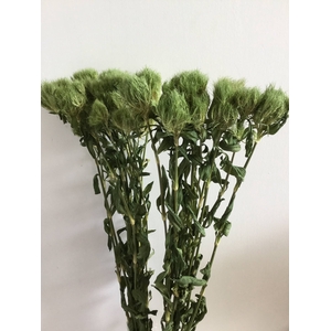 DRIED FLOWERS - DIANTHUS GREEN TRICK 30PCS