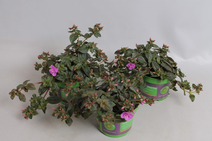 <h4>Centradenia cascade Rose/Purple</h4>