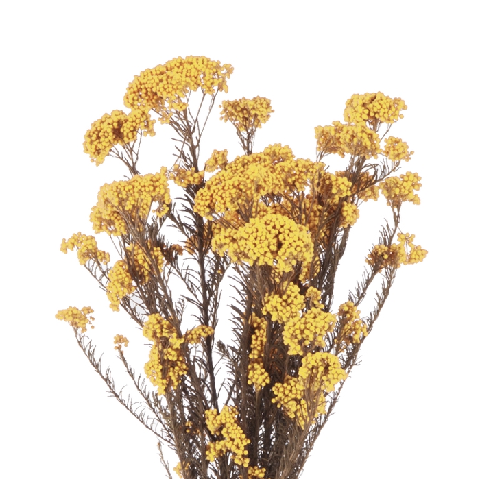 Helychrisium Diosmi Yellow Citr. HDI/0300