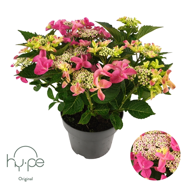 <h4>Hydrangea Lacecap Pink 10+ | Hy-pe Original</h4>