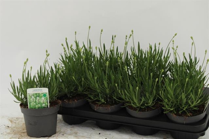 <h4>Lavandula angustifolia Aromance Whi</h4>