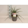 vaste planten 19 cm  Kniphofia Pyromania Backdraft