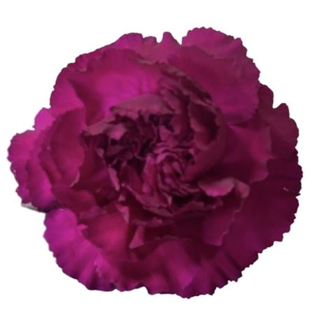 <h4>Dianthus st purple damascus</h4>