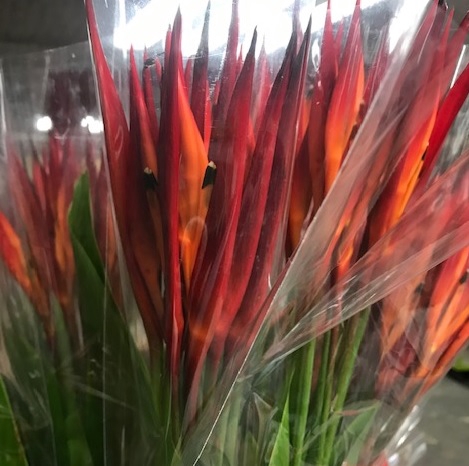 Heliconia Red Vee