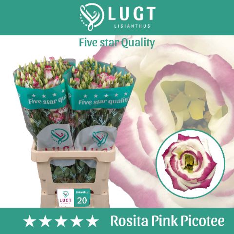 <h4>Lis G Rosita Pink Picotee</h4>