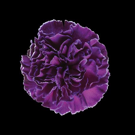 <h4>Dianthus St Violet</h4>