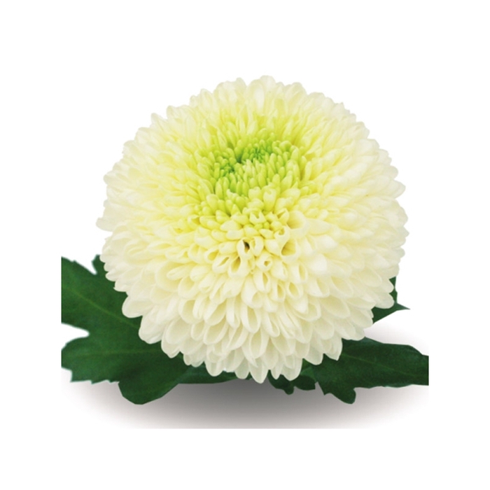 Chrysanthemum monoflor boris becker blanco