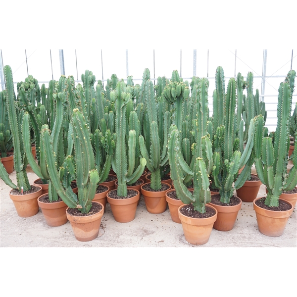 <h4>Euphorbia ingens 40 cm</h4>