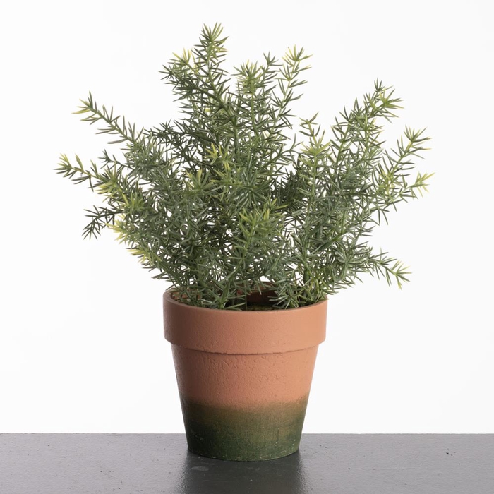 Af Asparagus Pot H31cm Green