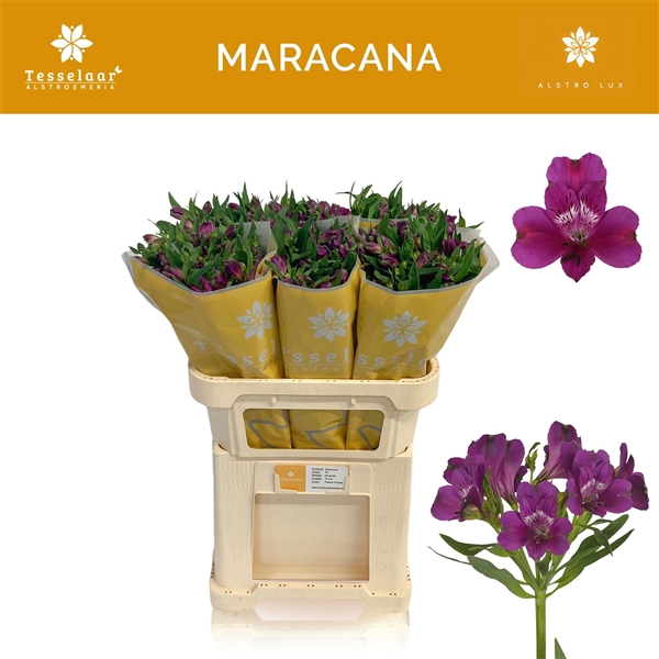 <h4>Alstroemeria Maracana 65 gr</h4>