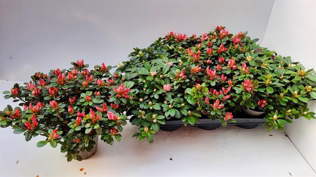 Rhododendron simsii mix 14Ø 32cm 35Ø