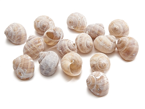 SCHELP LANDSNAIL SMALL FROSTED WHITE 250GR