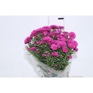 ASTER MARIANA 040 CM PINK