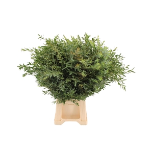 Euca Parvifolia 300 Gram