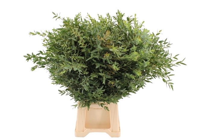 Euca Parvifolia 350 Gr