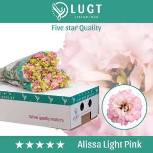 Lis G Alissa Light Pink