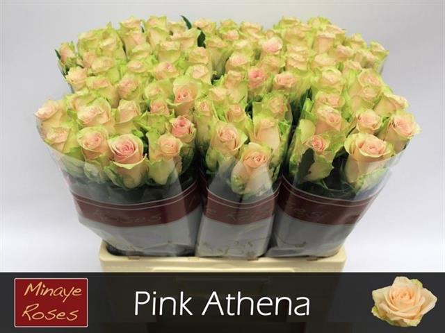 <h4>Rosa la pink athena</h4>