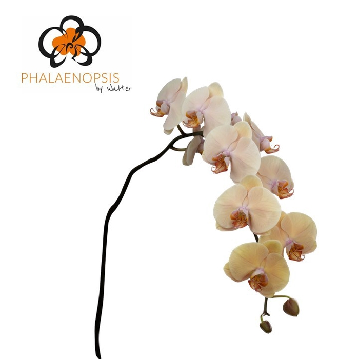 <h4>Phalaenopsis Royal Peach Doos</h4>
