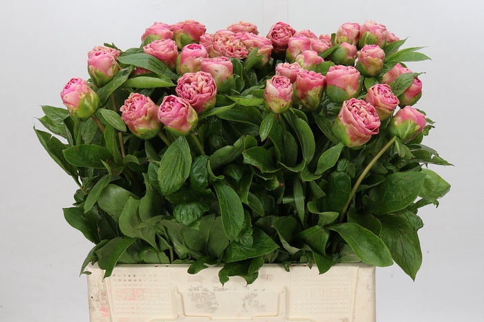 <h4>Paeonia Carnation Bouquet</h4>