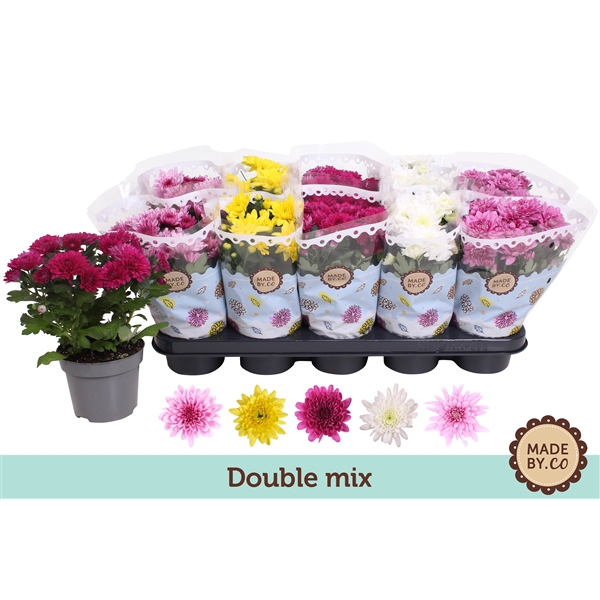 <h4>Chrysant Double Mix</h4>
