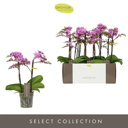 <h4>Phal Exclusivo Violet Queen 2t</h4>
