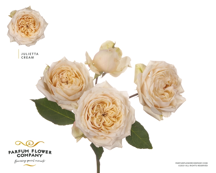 <h4>Rosa sp garden julieta cream</h4>