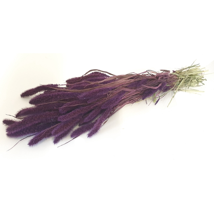 <h4>DRIED FLOWERS - SETARIA purple</h4>