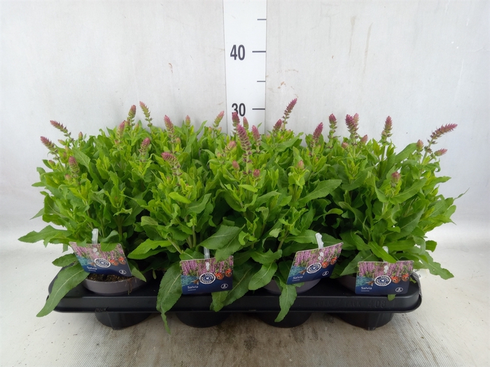 <h4>Salvia farinacea</h4>