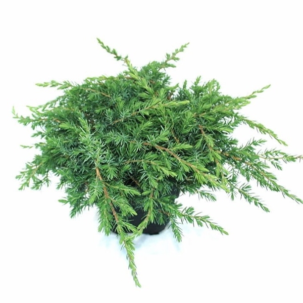 <h4>Juniperus conferta 'Schlager' P17</h4>