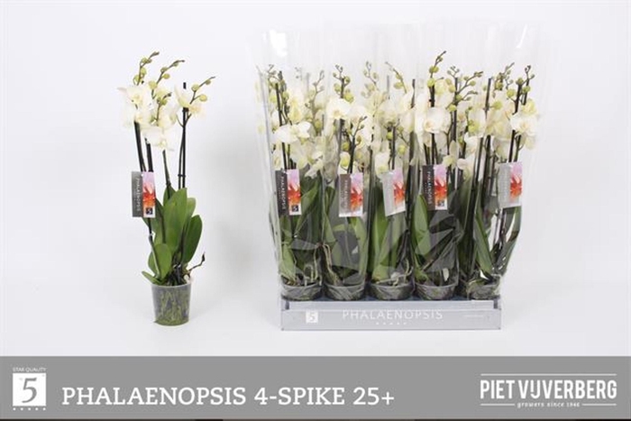 <h4>Phalaenopsis wit</h4>