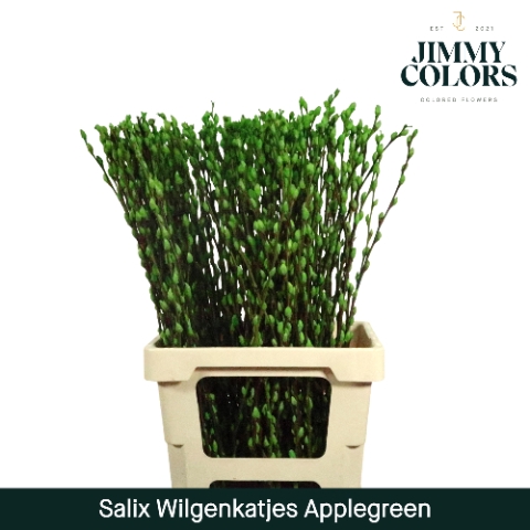 <h4>Salix paint pussy willow applegreen</h4>