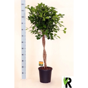 Ficus Microcapra Moclame 23Ø 110cm 4pp