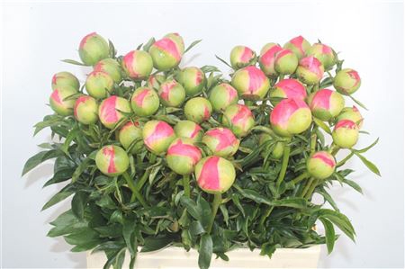 <h4>Paeonia L Coral Sunset Xl</h4>