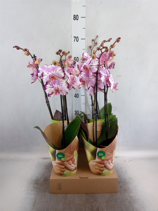 <h4>Phalaenopsis  'FC Magic Art'</h4>