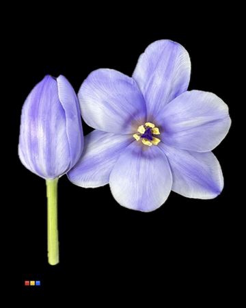 Tulp Pastel Lilac