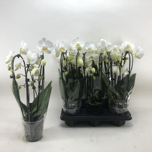 Phalaenopsis Elegans Cascade 12Ø 40cm 3st 20fl