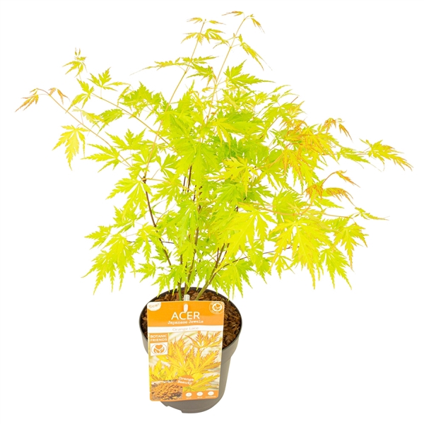 <h4>Acer palm. 'Orange Lace' ®</h4>