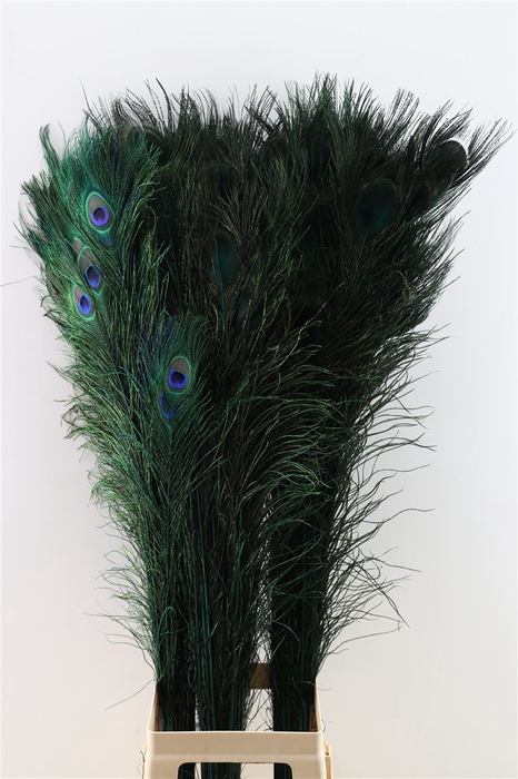 <h4>Feather Peacock L90-100 Nat. Green</h4>