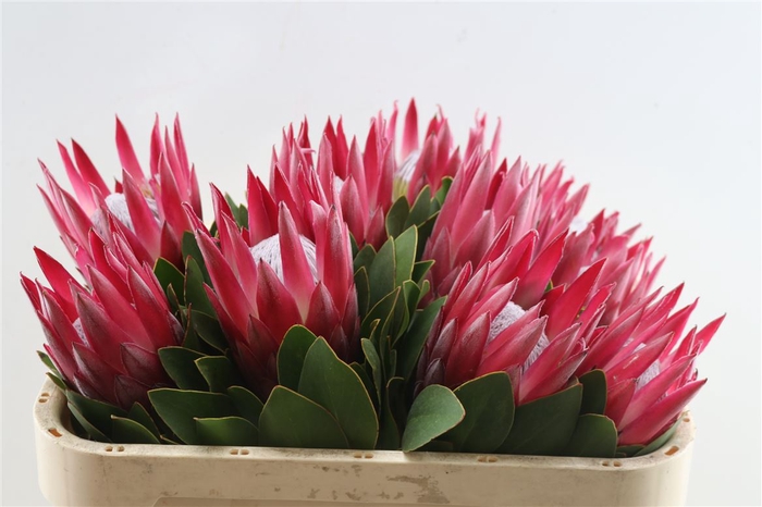<h4>Protea Cy Madiba 70cm</h4>