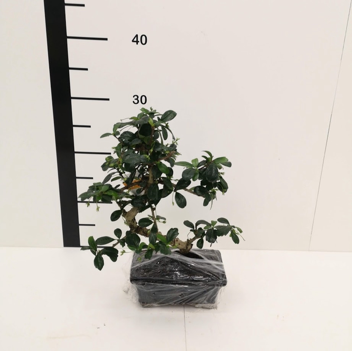 Bonsai carmona microphylla 6 años