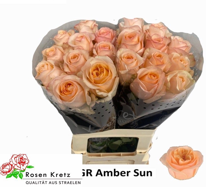 <h4>Rs gr Amber Sun</h4>